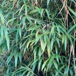Pseudosasa japonica Leaf