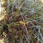 Carex pauciflora Ffrwyth