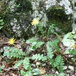 Aposeris foetida Flor