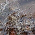 Littorella uniflora Habit