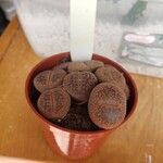 Lithops aucampiae Blad