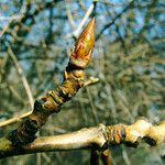 Populus tremuloides Folla