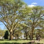 Vachellia xanthophloea Corteza