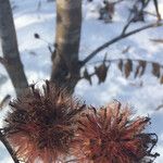 Petasites pyrenaicus Fruit