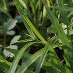 Rhynchospora pubera Leaf