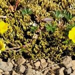 Potentilla crantzii অভ্যাস