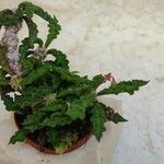 Euphorbia decaryi Blad