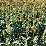 Sorghum bicolorFlower