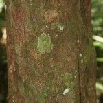 Elvasia elvasioides Bark