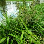 Scirpus radicans Листок