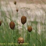 Typha minima Ffrwyth