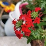 Glandularia peruviana Virág