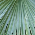 Livistona chinensis Folha