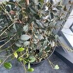 Syzygium paniculatum Листок