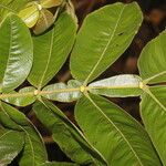 Inga edulis Leaf