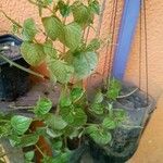 Peperomia pellucida Ліст