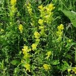 Rhinanthus minor Natur