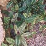 Tradescantia zebrinaΦύλλο