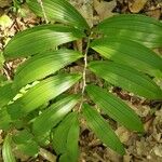 Polygonatum latifolium 葉
