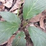 Tacca integrifolia List