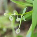 Galium spurium फूल