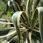 Agave americanaLeht