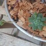 Graptopetalum macdougallii Leaf