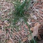 Festuca heterophylla Hoja
