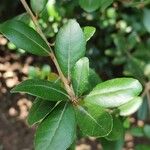Quercus phillyreoides Yaprak