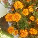 Tagetes tenuifolia Kwiat