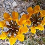 Hippocrepis scorpioides Çiçek