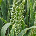 Triticum aestivum Blüte