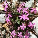 Saponaria ocymoidesFlor