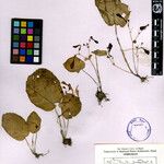 Didymocarpus cinereus Otro