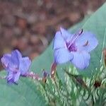 Eranthemum pulchellum Blomma