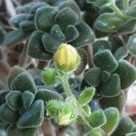 Aichryson porphyrogennetos Flor