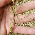 Agalinis tenuifolia Fuelha