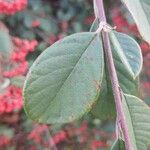 Cotoneaster coriaceus Leht