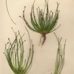 Eleocharis ovata Costuma