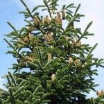Abies nordmanniana Costuma