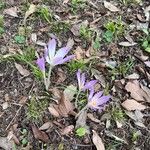 Colchicum lusitanum 花