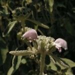 Phlomis italica Kwiat