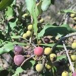 Euclea natalensis Frukto