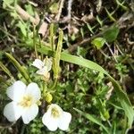 Cardamine graeca Flower
