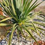 Yucca gloriosa 叶