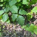 Toxicodendron rydbergii Leaf