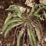 Polystichum lonchitis Lapas