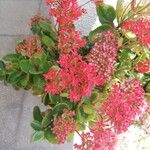 Kalanchoe crenataFlower