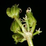 Cymopterus petraeus Flower