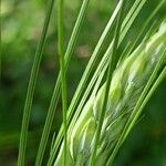 Hordeum vulgare 果実